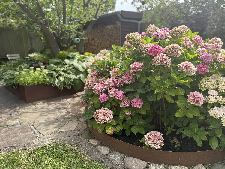 Bedringe-hortensia