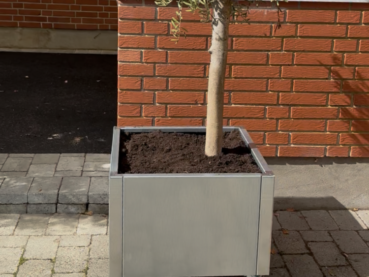 Galvaniseret-60-oliventrae