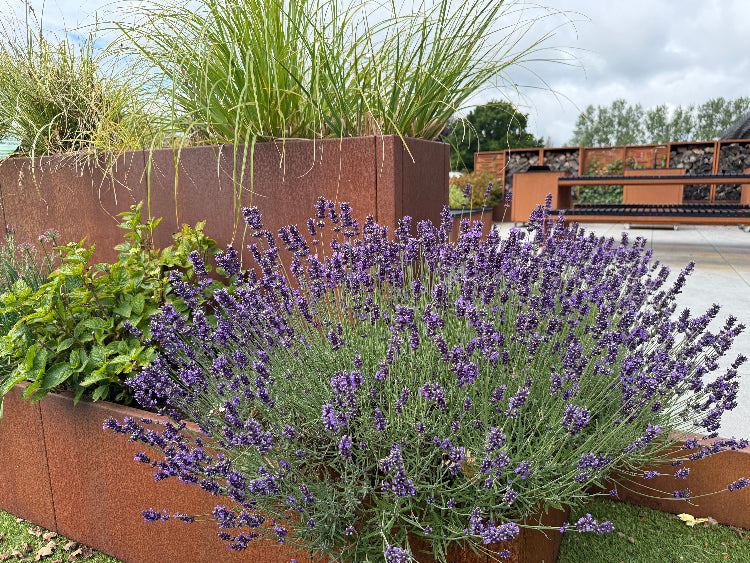 Lavender-garden