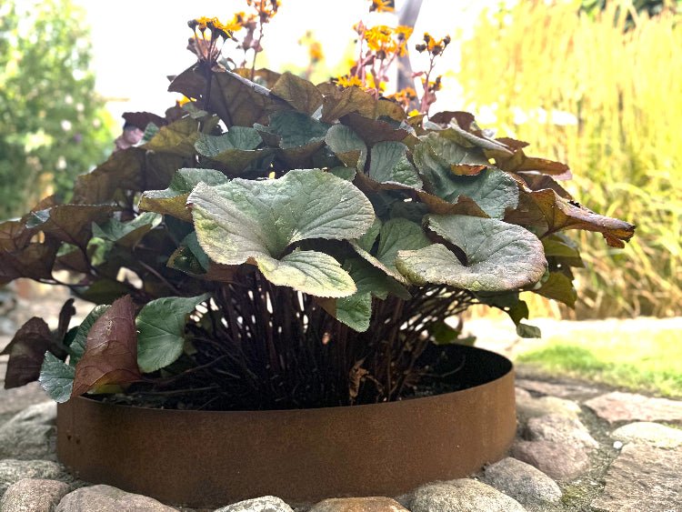 Cortenstahl Beetring mit Zierpflanzen – langlebige Beetumrandung in Rostoptik