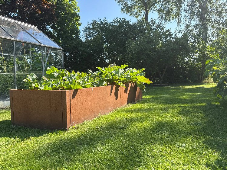 Langes Hochbeet aus Cortenstahl 80 cm breit von byJEMA im Garten neben Gewächshaus – ideal für Gemüseanbau