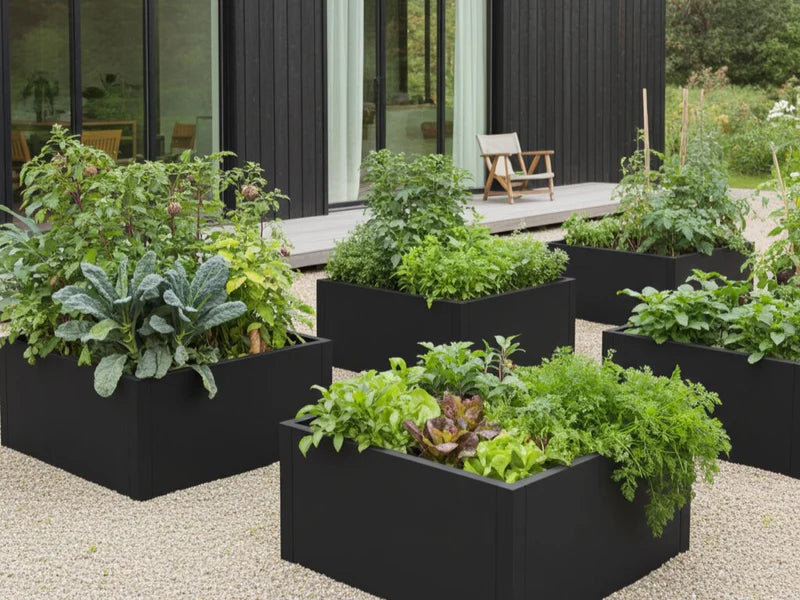 Hochbeete aus schwarzem Stahl mit verschiedenen Gemüsesorten im Garten