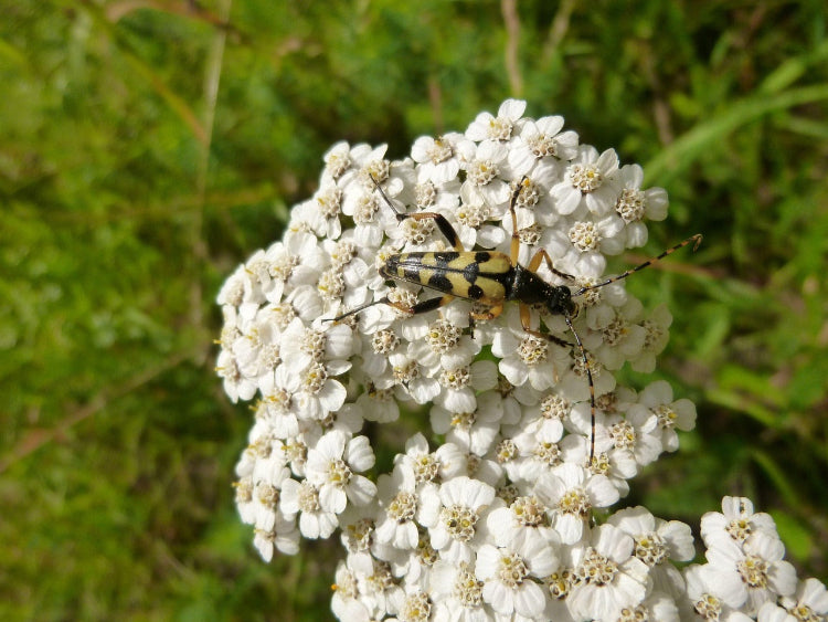 yarrow-roellike