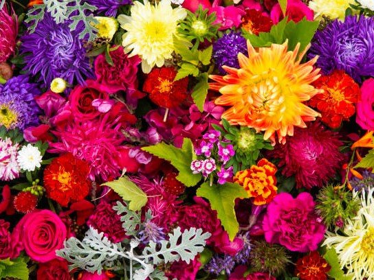 10 sommerblomster til din have