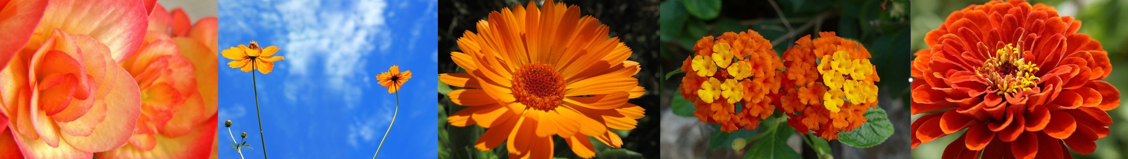 5 orange blomster