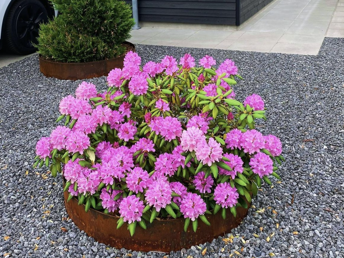 Runde Beetumrandung aus Cortenstahl mit Rhododendron – moderne Gartengestaltung mit Metallrand