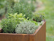 Detailansicht eines byJEMA Hochbeets aus Cortenstahl mit frischen Kräutern – modernes Gartenhochbeet mit natürlicher Rostpatina