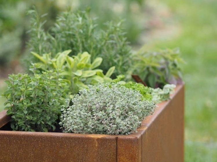 Detailansicht eines byJEMA Hochbeets aus Cortenstahl mit frischen Kräutern – modernes Gartenhochbeet mit natürlicher Rostpatina