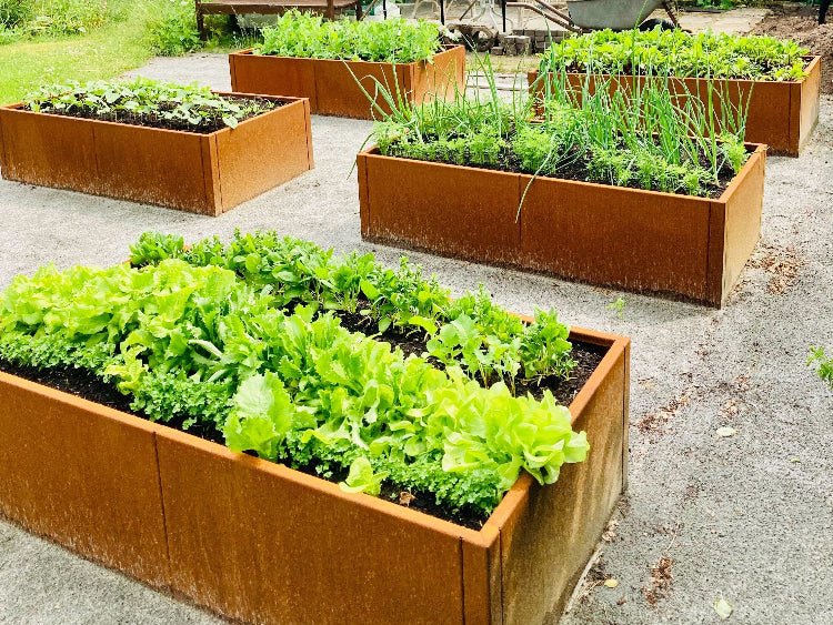 Moderne Hochbeete aus Cortenstahl 80 cm breit im Küchengarten – ideal für Salat, Kräuter und Gemüse