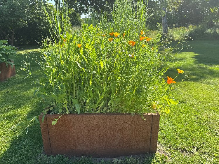 Cortenstahl Hochbeet 80 cm breit mit Sommerblumen – dekorative und langlebige Gartengestaltung