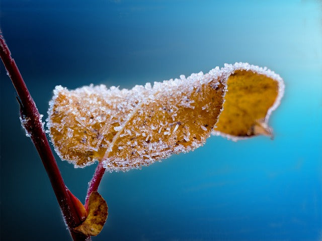 blad med frost på