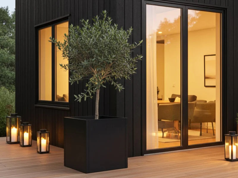 Großer Pflanzkasten aus schwarzem Stahl mit Olivenbaum auf Terrasse
